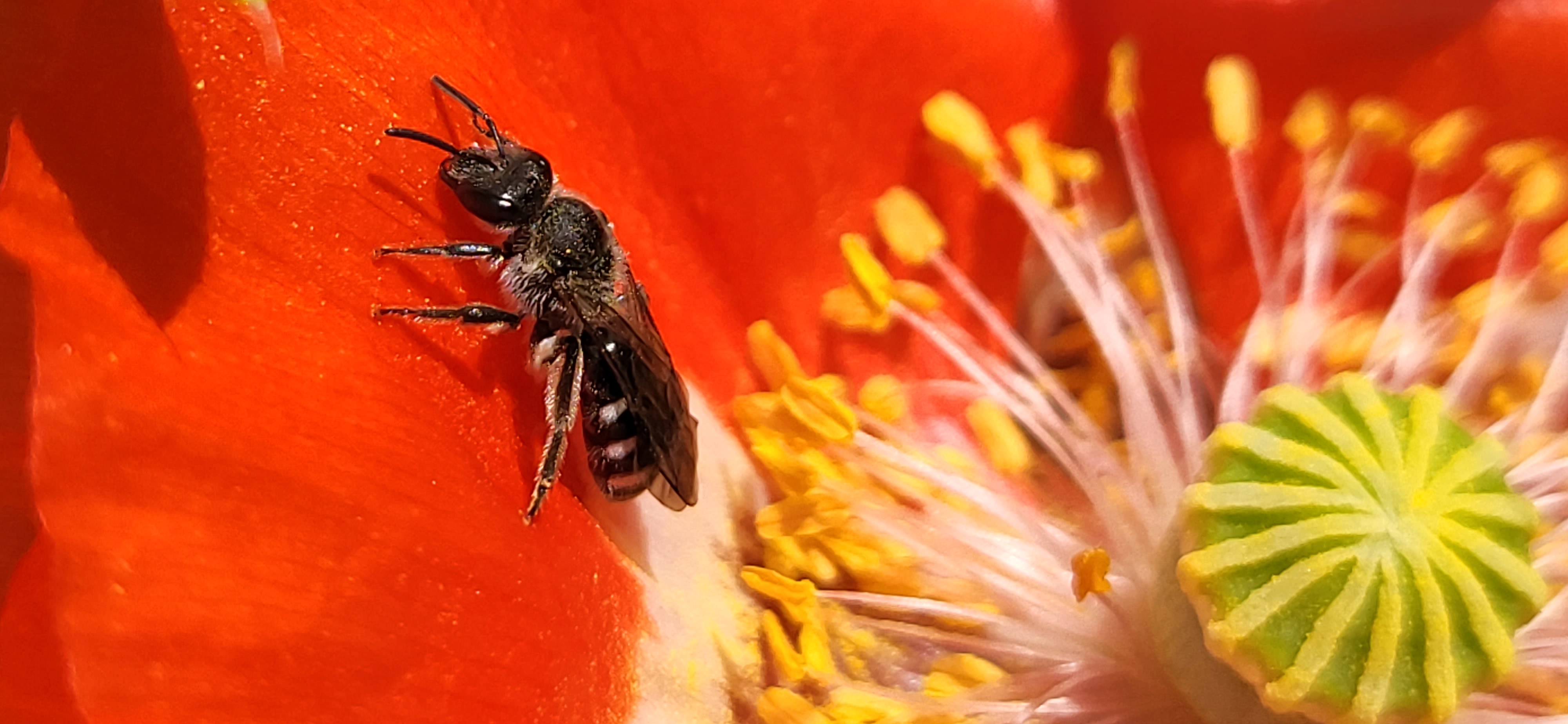 Profielfoto van Door S., tuinhulp in Rheden