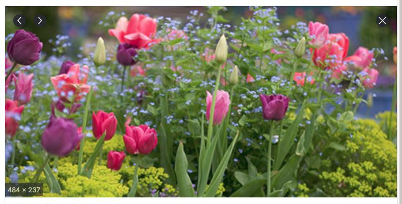 Profielfoto van MooieTuin, tuinhulp in VMCG+Q5 Maastricht