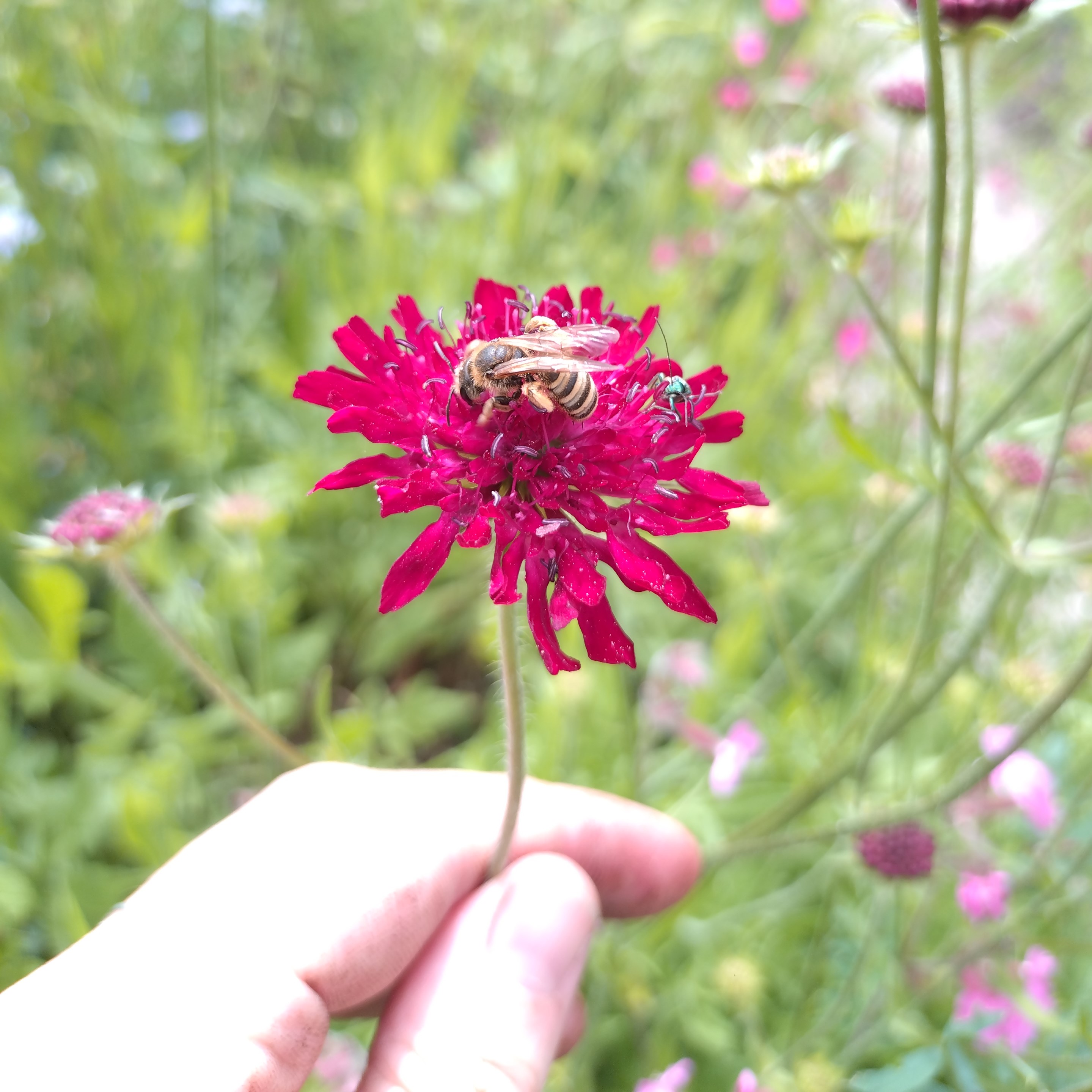 Profielfoto van Zonne J., tuinhulp in Nijmegen
