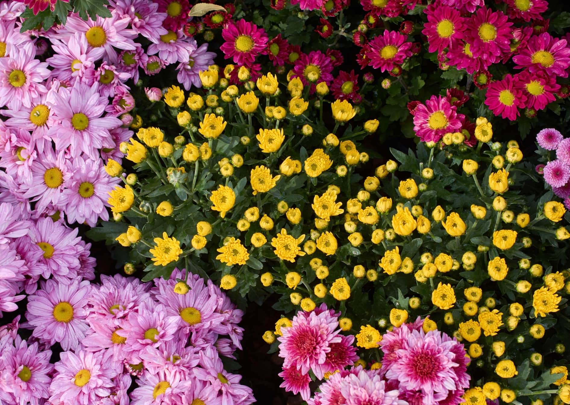 Tuinhulp gezocht - Tuinhulp.nl